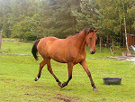 Fotoblog lovehorses1