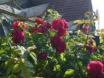 Fotoblog zaczytana91