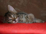 Fotoblog kochy