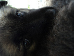Fotoblog owczarkgrzes