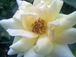 Fotoblog angeluslove