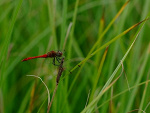 Fotoblog panbuk
