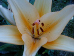 Fotoblog lolciakarolcia25