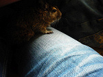 Fotoblog fasolka707