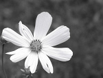Fotoblog aniol7