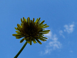 Fotoblog goldlens
