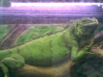 Fotoblog djdragon1995