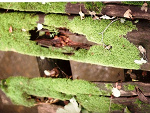 Fotoblog meursault