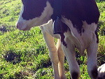 Fotoblog soltina44