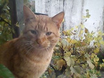 Fotoblog kotki1998