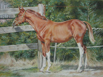Fotoblog equinepictures