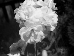 Fotoblog pieniek14