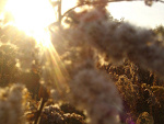 Fotoblog dwaiosiem