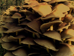 Fotoblog siudylda