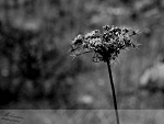 Fotoblog mileeenaa