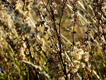 Fotoblog oboistka