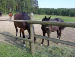 Fotoblog fourhooves