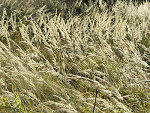 Fotoblog gumisiovva
