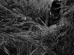 Fotoblog eednna
