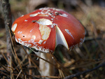 Fotoblog miczowskee
