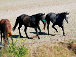 Fotoblog misiu987