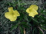 Fotoblog beeqonereeq