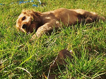 Fotoblog nimdwa