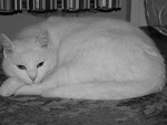 Fotoblog ronan