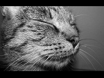 Fotoblog tococieszyoko