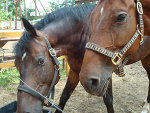 Fotoblog koniarka260797