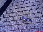 Fotoblog dancingintheworld
