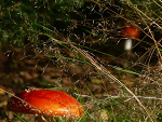 Fotoblog minehappiness