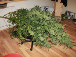 Fotoblog deelugi