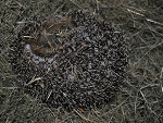 Fotoblog lifefordeath