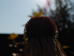 Fotoblog lzanieregularnejteczy