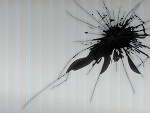 Fotoblog assue