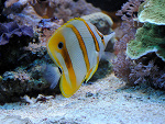Fotoblog bananofa
