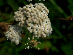 Fotoblog jorsmajl