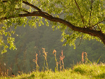 Fotoblog lianalee