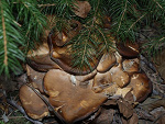 Fotoblog justysia112