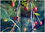 Fotoblog ravinia