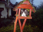 Fotoblog umeishu