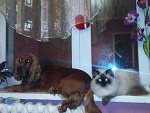 Fotoblog foxymilian06