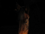 Fotoblog xxkamisxx