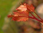 Fotoblog szitsuu
