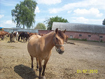 Fotoblog koniewiecanowo