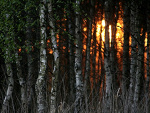 Fotoblog kingscrossing