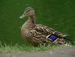 Fotoblog czteryzywioly