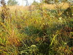Fotoblog mintmoment