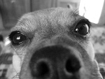 Fotoblog figaro
